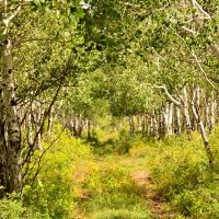 Oak Ridge Ranch images 4