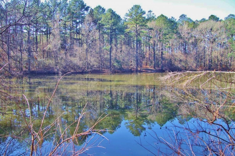 51.85 Acres for Sale Smithdale  Amite County  Southwest MS featured image