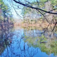 51.85 Acres for Sale Smithdale  Amite County  Southwest MS images 6