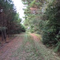 36 Acres in Walthall County in Tylertown  MS images 5