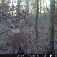 Trophy Whitetail Sleeper For Sale in Adams County  WI
