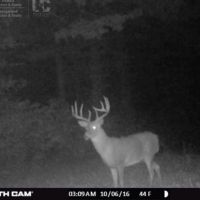 Trophy Whitetail Sleeper For Sale in Adams County  WI images 3