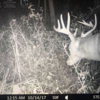 Trophy Whitetail Sleeper For Sale in Adams County  WI images 4