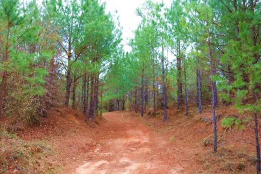 123 Acres in Attala County in McCool  MS featured image