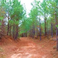 123 Acres in Attala County in McCool  MS