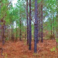 123 Acres in Attala County in McCool  MS images 2