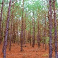 123 Acres in Attala County in McCool  MS images 3