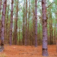 123 Acres in Attala County in McCool  MS images 4