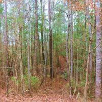 123 Acres in Attala County in McCool  MS images 5