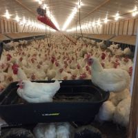 Breeder Poultry Farm For Sale in Davidson County  NC images 4
