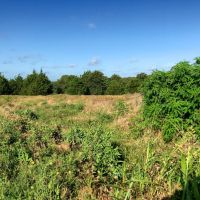 Hunting &nbsp; Recreational Land For Sale in Southern OK images 4
