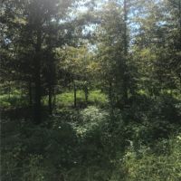 80 Acres in Sharkey County in Rolling Fork  MS images 3