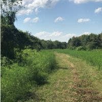 80 Acres in Sharkey County in Rolling Fork  MS images 4