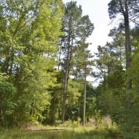 Land for Sale No Restrictions NPSD  Jayess  Pike County MS images 5