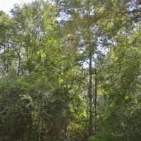 Land for Sale No Restrictions NPSD  Jayess  Pike County MS images 6