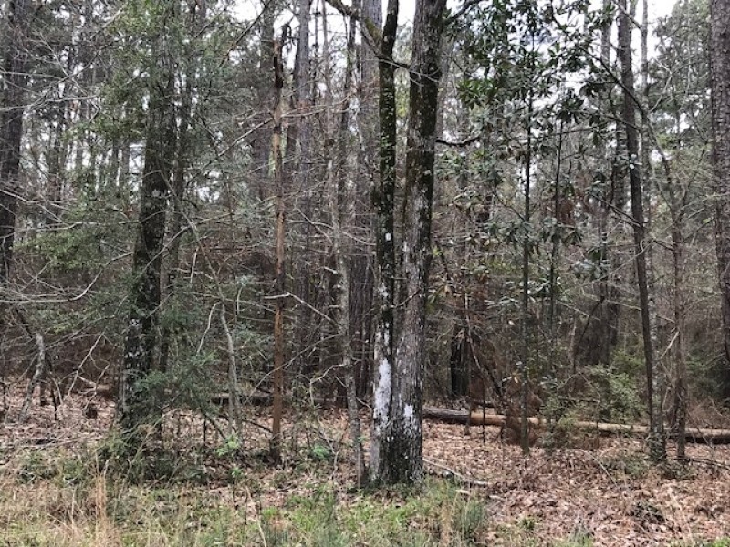 9.0 Acres Forest Road 107L featured image