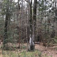 9.0 Acres Forest Road 107L
