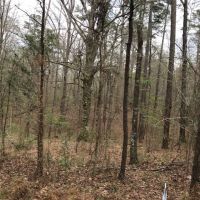 9.0 Acres Forest Road 107L images 2