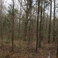 9.0 Acres Forest Road 107L images 3