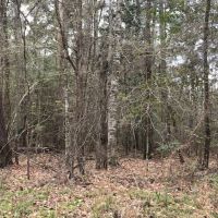 9.0 Acres Forest Road 107L images 4