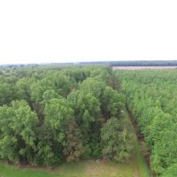 NC 1000 Acre Timber Tract For Sale in Beaufort County images 5