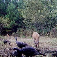 NC 1000 Acre Timber Tract For Sale in Beaufort County images 3