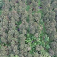 NC 1000 Acre Timber Tract For Sale in Beaufort County images 6