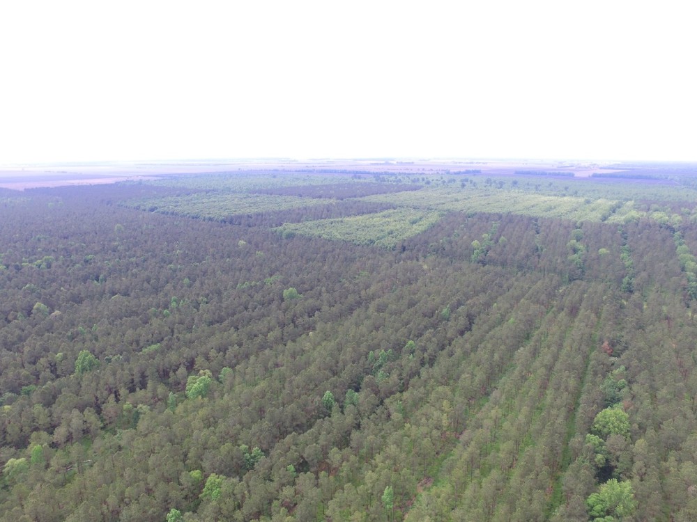 NC 1000 Acre Timber Tract For Sale in Beaufort County featured image