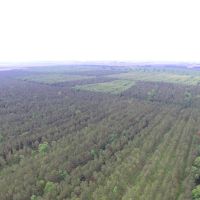 NC 1000 Acre Timber Tract For Sale in Beaufort County