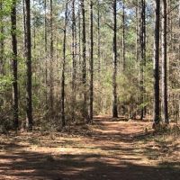 40 Ac Hunting Tract on Stateline images 3