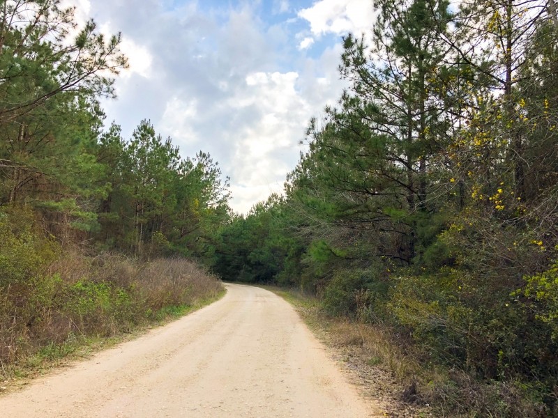 244 Acres &nbsp; Segno Forest Tom Marsh Rd featured image