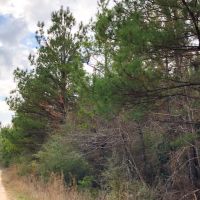 244 Acres &nbsp; Segno Forest Tom Marsh Rd images 3