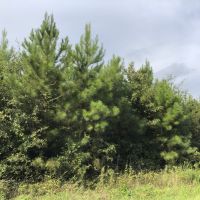 56 Acres &nbsp; FM 787 images 2