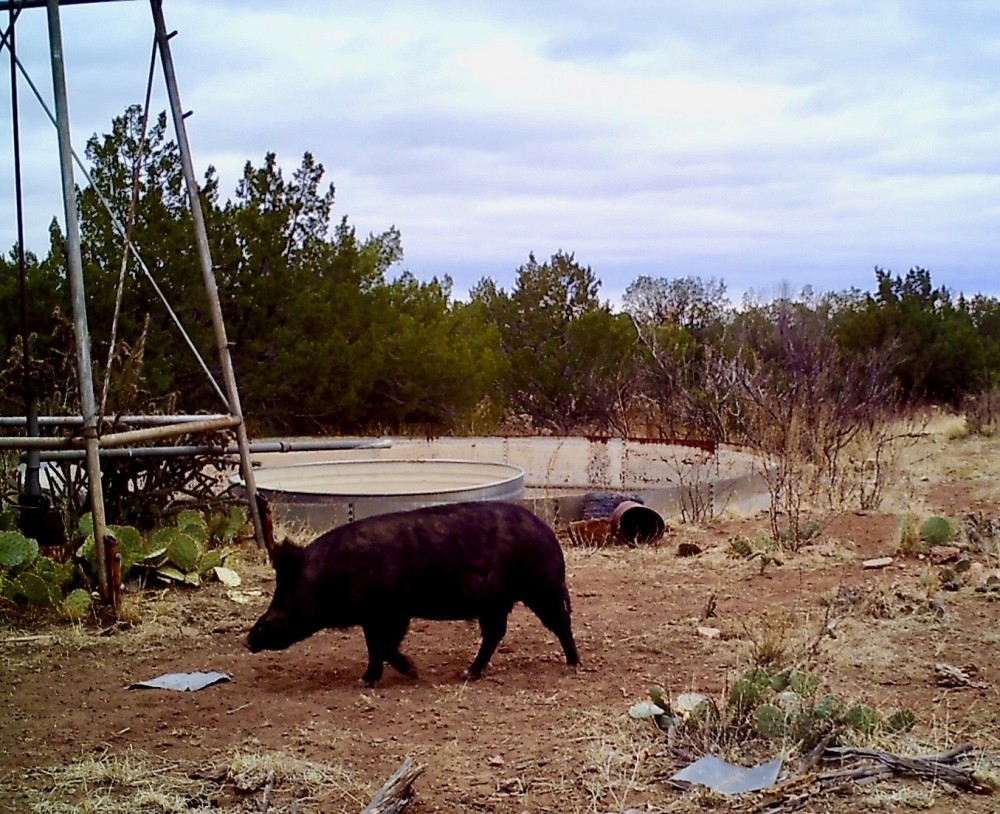 MAAD Ranch featured image