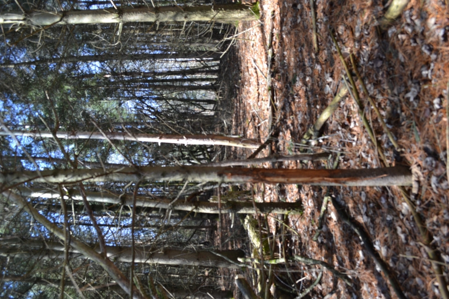 Wood acreage on a dead end road La Crosse County Hunting Land for