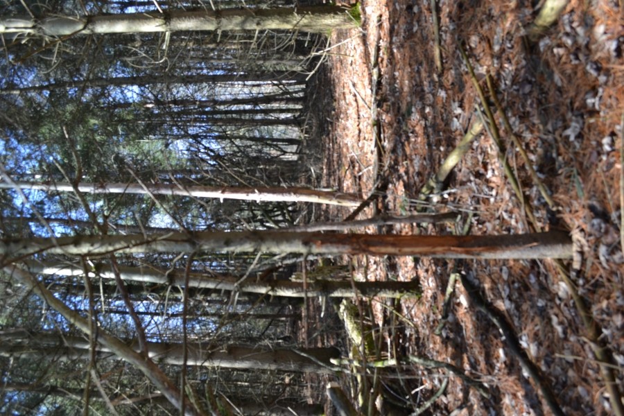 Wood acreage on a dead end road La Crosse County featured image