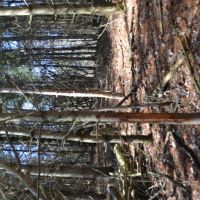 Wood acreage on a dead end road La Crosse County