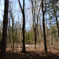 Wood acreage on a dead end road La Crosse County images 2