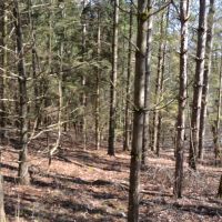 Wood acreage on a dead end road La Crosse County images 3