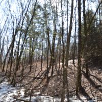 Wood acreage on a dead end road La Crosse County images 4