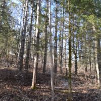 Wood acreage on a dead end road La Crosse County images 5