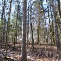 Wood acreage on a dead end road La Crosse County images 6