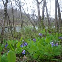 Riverview Ranch on the South Holston River images 3