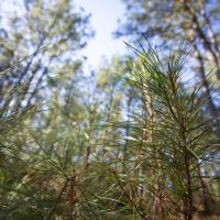 187 Acres &nbsp; FM 355 &nbsp; Brushy Creek &nbsp;   Tract A3 images 3