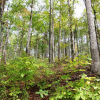 58-016-pioneer-lake-20-acre-lot images 2