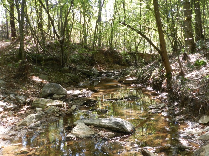 Timber Investment &nbsp; Hunting featured image