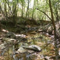 Timber Investment &nbsp; Hunting