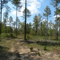 Timber Investment &nbsp; Hunting images 2