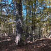 Timber Investment &nbsp; Hunting images 3