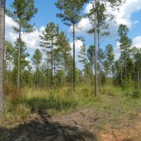 Timber Investment &nbsp; Hunting images 5